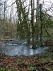 (2011.01.18) Поваленные деревья