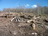 (2011.01.21) Остатки уничтоженного леса