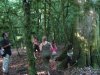 (2009.07.28-29) Самшитовые леса в долине Мзымты под угрозой