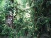 (2009.07.28-29) Самшитовые леса в долине Мзымты под угрозой