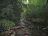 (2009.07.28-29) Самшитовые леса в долине Мзымты под угрозой