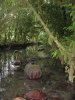 (2009.07.28-29) Самшитовые леса в долине Мзымты под угрозой