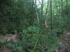 (2009.07.28-29) Самшитовые леса в долине Мзымты под угрозой