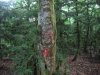 (2009.07.28-29) Самшитовые леса в долине Мзымты под угрозой