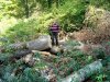 Останки очень старого дуба, пень диаметром 135 см