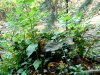 Пень липы диаметром 60 см