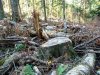 Пеньки на особо охраняемой природной территории