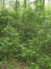 (2009.05.02) Инспекционный выезд в верховья рек Пшехашха и Цице