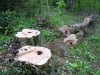 (2009.05.02) Незаконная рубка леса на территории памятника природы "Массив самшита колхидского"