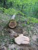 (2009.05.02) Незаконная рубка леса на территории памятника природы "Массив самшита колхидского"