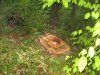 (2009.05.02) Незаконная рубка леса на территории памятника природы "Массив самшита колхидского"