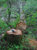 (2009.05.02) Незаконная рубка леса на территории памятника природы "Массив самшита колхидского"