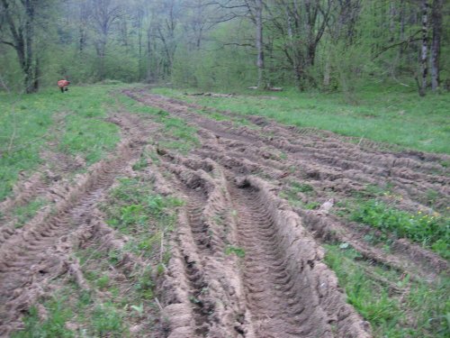 (2009.05.02) Незаконная рубка леса на территории памятника природы "Массив самшита колхидского"