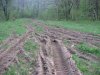 (2009.05.02) Незаконная рубка леса на территории памятника природы "Массив самшита колхидского"