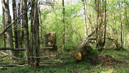 (2009.05.02) Незаконная рубка леса на территории памятника природы "Массив самшита колхидского"