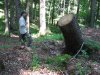 (2009.06.04) Незаконная заготовка леса в Северном отделе Кавказского заповедника