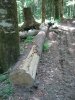 (2009.06.04) Незаконная заготовка леса в Северном отделе Кавказского заповедника
