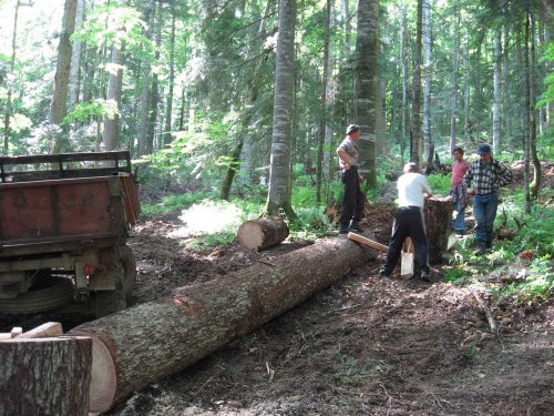 (2009.06.04) Незаконная заготовка леса в Северном отделе Кавказского заповедника