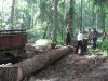 (2009.06.04) Незаконная заготовка леса в Северном отделе Кавказского заповедника