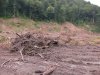 (2009.07.06) Место незаконной вырубки лапины крылоплодной при строительстве совмещенной дороги Адлер-Красная Поляна