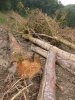 (2009.07.06) Место незаконной вырубки лапины крылоплодной при строительстве совмещенной дороги Адлер-Красная Поляна