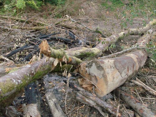 (2009.07.06) Место незаконной вырубки лапины крылоплодной при строительстве совмещенной дороги Адлер-Красная Поляна