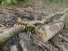 (2009.07.06) Место незаконной вырубки лапины крылоплодной при строительстве совмещенной дороги Адлер-Красная Поляна
