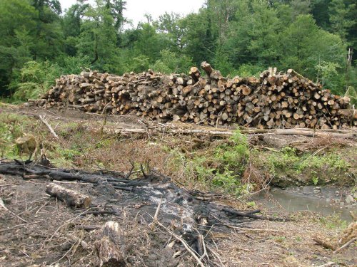 (2009.07.06) Место незаконной вырубки лапины крылоплодной при строительстве совмещенной дороги Адлер-Красная Поляна