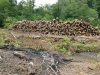 (2009.07.06) Место незаконной вырубки лапины крылоплодной при строительстве совмещенной дороги Адлер-Красная Поляна