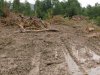 (2009.07.06) Место незаконной вырубки лапины крылоплодной при строительстве совмещенной дороги Адлер-Красная Поляна