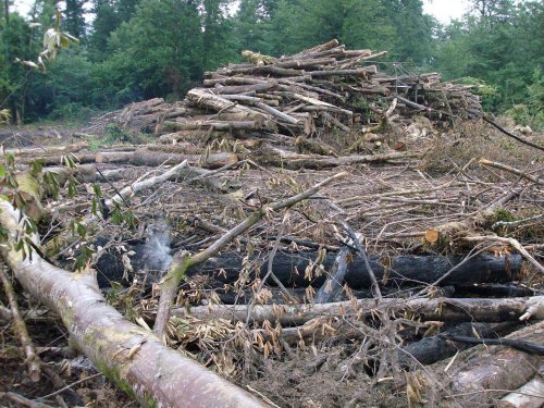 (2009.07.06) Место незаконной вырубки лапины крылоплодной при строительстве совмещенной дороги Адлер-Красная Поляна