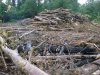 (2009.07.06) Место незаконной вырубки лапины крылоплодной при строительстве совмещенной дороги Адлер-Красная Поляна