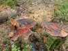 (2009.07.06) Место незаконной вырубки лапины крылоплодной при строительстве совмещенной дороги Адлер-Красная Поляна