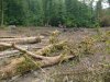 (2009.07.06) Место незаконной вырубки лапины крылоплодной при строительстве совмещенной дороги Адлер-Красная Поляна