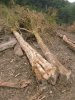 (2009.07.06) Место незаконной вырубки лапины крылоплодной при строительстве совмещенной дороги Адлер-Красная Поляна