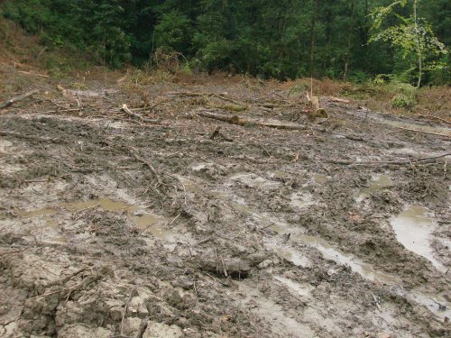 (2009.07.06) Место незаконной вырубки лапины крылоплодной при строительстве совмещенной дороги Адлер-Красная Поляна