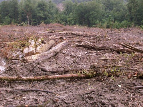(2009.07.06) Место незаконной вырубки лапины крылоплодной при строительстве совмещенной дороги Адлер-Красная Поляна