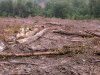 (2009.07.06) Место незаконной вырубки лапины крылоплодной при строительстве совмещенной дороги Адлер-Красная Поляна