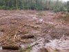 (2009.07.06) Место незаконной вырубки лапины крылоплодной при строительстве совмещенной дороги Адлер-Красная Поляна