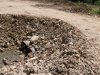 (2009.07.12) УСК "Мост" уничтожает следы незаконной рубки лапины крылоплодной