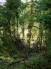 (2009.07.22) Выезд комиссии на место вырубки лапины крылоплодной в 29-м квартале Веселовского лесничества Сочинского нацпарка