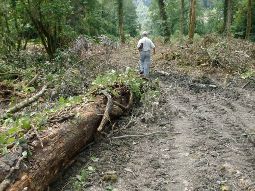 (2009.07.22) Выезд комиссии на место вырубки лапины крылоплодной в 29-м квартале Веселовского лесничества Сочинского нацпарка
