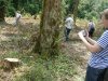 (2009.07.22) Выезд комиссии на место вырубки лапины крылоплодной в 29-м квартале Веселовского лесничества Сочинского нацпарка