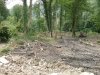 (2009.07.22) Выезд комиссии на место вырубки лапины крылоплодной в 29-м квартале Веселовского лесничества Сочинского нацпарка