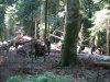 (2009.07.23) Обследование территории Северного отдела Кавказского заповедника в районе кордона Гузерипль