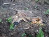 (2009.07.23) Обследование территории Северного отдела Кавказского заповедника в районе кордона Гузерипль