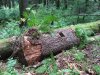 (2009.07.23) Обследование территории Северного отдела Кавказского заповедника в районе кордона Гузерипль