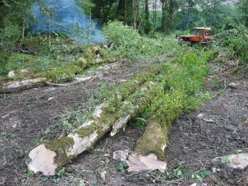 (2009.07.28) Незаконная рубка леса в 29-м кв. Веселовского лесничества Сочинского нацпарка при строительстве совмещенной дороги
