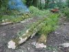 (2009.07.28) Незаконная рубка леса в 29-м кв. Веселовского лесничества Сочинского нацпарка при строительстве совмещенной дороги