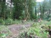 (2009.07.28) Незаконная рубка леса в 29-м кв. Веселовского лесничества Сочинского нацпарка при строительстве совмещенной дороги